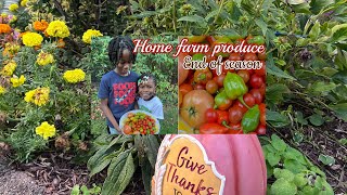 Home farm end of season harvesting 🌶️ 🍅 🍅slowliving familychannel [upl. by Kiah]