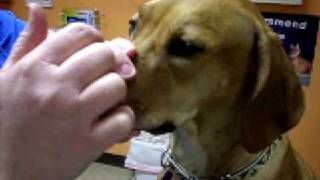 palpebral reflex in dog  normal [upl. by Lazarus788]