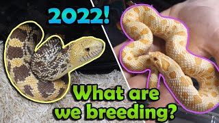 Snake Breeding Plans 2022 [upl. by Harsho852]