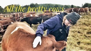 ALL THE PRETTY COWS vlog 203 [upl. by Artimas]