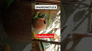 Sparrows pair Stuck in Cage Budgies and Sparrows stuck youtubeshorts shorts trending song [upl. by Bright]