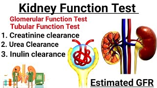 Kidney Function Test  Glomerular Function Test  Tubular Function Test  Clearance Test in hindi [upl. by Alemaj382]