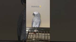 This parrot will hurt your feelings…wot 🧌 africangrey talkingparrot parrot parrots funny [upl. by Annoynek]