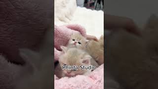 cute cat cat cute catlover catlovers catshorts catvideo kucing kucinglucu kucingimut [upl. by Novyak]