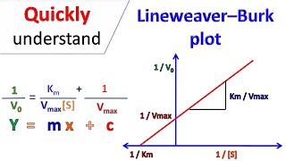 Lineweaver Burk plot [upl. by Forlini]