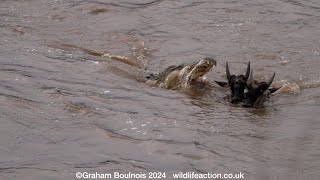 Huge crocodiles attack Wildebeest in the Mara River [upl. by Notgnilliw]