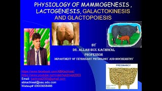 PHYSIOLOGY OF MAMMOGENESIS  LACTOGENESIS GALACTOKINESIS AND GLACTOPOIESIS [upl. by Akinek183]