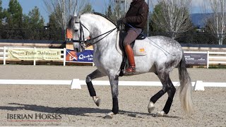 ANDALUSIAN HORSE WITH PASSAGE AND PIAFFE [upl. by Hedvig]