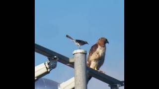 Mocking Bird Attacks RedTailed Hawk [upl. by Spielman]