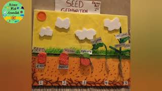 seed germination science project  germination  science model [upl. by Niabi922]