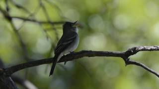 Eastern Wood Pewee Catching Insects [upl. by Hillery]