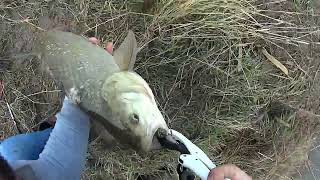 petite sortie de pêche en lorraine avec un petit poisson [upl. by Lewis826]