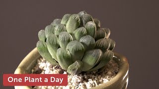 Haworthia cooperi var truncata Houseplant Care – 355 of 365 [upl. by Ailegna331]