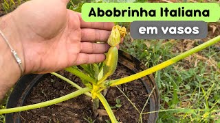 COMO CULTIVAR ABOBRINHA ITALIANA EM VASOS [upl. by Eyla]