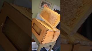 Finally harvesting honey from the Flow Hive Pt1 beekeeping bees flowhive honey honeyharvest [upl. by Readus]