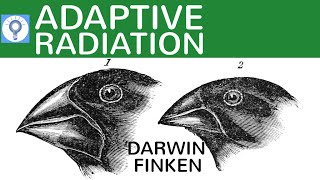 Adaptive Radiation  die Darwin Finken einfach erklärt  Evolution 17 [upl. by Davena]