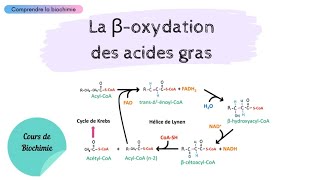 MÉTABOLISME DES LIPIDES  La bêtaoxydation des acides gras  Partie 1  Biochimie Facile [upl. by Phipps]