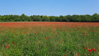 Appeal Hearing  Land West of Chelmsford Road Felsted [upl. by Zerep]