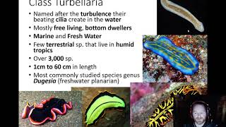 Platyhelminthes  Class Turbellaria [upl. by Ednihek]