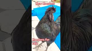 new roosters in our farm new breeds farming [upl. by Durrell155]