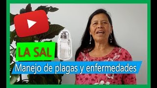 Cómo eliminar las babosas y los caracoles de las plantas 🧐🧐 [upl. by Darej50]