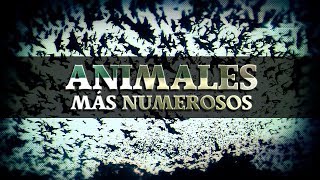 Los ANIMALES MÁS NUMEROSOS de la Tierra [upl. by Aninay]