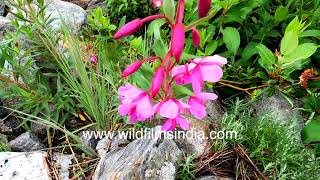 Epilobium latifolium is a monsoon flowering valley floor flowering plant in the Valley of Flowers [upl. by Orimlede]