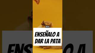 Enséñale a tu perro a dar la pata [upl. by Pozzy]