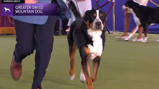 Greater Swiss Mountain Dogs  Breed Judging 2024 [upl. by Colpin228]