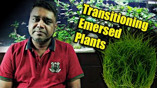 Transitioning Emersed Plants to Submerged  Tips amp Tricks [upl. by Combes455]