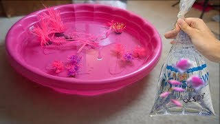 PINK ONLY FISH TANK AQUARIUM W PINK FISH MINI POOL POND EDITION [upl. by Helfand]