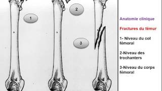 ANATOMIE MI Ostéologie Membre pelvien [upl. by Ailaht676]