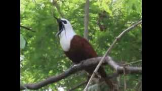 Araponga tricaronculé ThreeWattled Bellbird au Costa Rica [upl. by Milda]