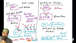 PI3K Akt pathway  part 8 Akt substrates II of II [upl. by Erelia]