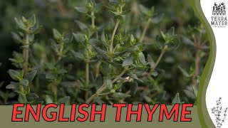 ENGLISH THYME Cultivation and Culinary Uses Thymus vulgaris [upl. by Mcarthur]