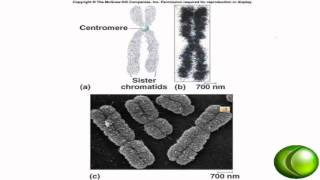 DNA Replication and Mitosis [upl. by Minette]