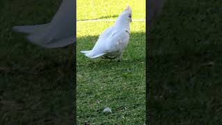 Little Corellas Backyard Stroll cockatoo corella cutebirds australianparrot backyardbirds [upl. by Faruq]