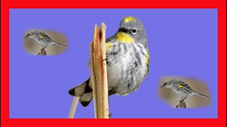 Yellowrumped Warbler Song Yellowrumped Warbler Call  Reinita Coronada Canto  Setophaga Coronata [upl. by Yamauchi297]