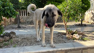 Kangal Hunde 8 Monate in Alanya Türkei [upl. by Eram774]