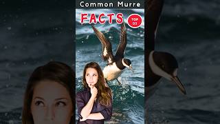 🐦 Top 5 weirdest facts about Common Murre shorts animals facts [upl. by Ardnait166]