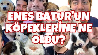 ENES BATURUN KÖPEKLERİNE NE OLDU  YENİ KÖPEĞİM [upl. by Fausta]