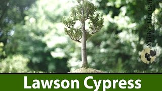 134 Lawson Cypress  Chamaecyparis lawsoniana not a recommended bonsai tree for beginners [upl. by Lemay]