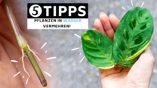 Pflanzen in Wasser vermehren  5 Tipps wie du Fehlern aus dem Weg gehen kannst [upl. by Yewed]