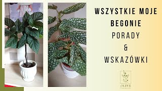 Wszystkie moje Begonie 💚 Jak pielęgnować Begonie🌼 Moja kolekcja Begonii 💚 Jak poskromić Begonie [upl. by Saffren]