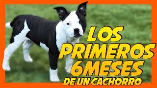 Educar a un perro cachorro desde cero 🐶  Primeros seis meses 📈🤔 [upl. by Close]