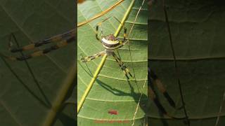 Spider spinning net on leaf spider spiderspecies makdi spidernet spiders net nets leaf [upl. by Eiresed625]