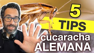 5 TIPS PARA CONTROLAR BLATTELLA GERMANICA O quotCUCARACHA ALEMANAquot [upl. by Etteniotnna]