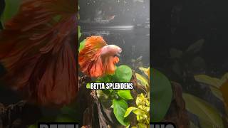 Male Betta Splendens Siamese Fighting Fish [upl. by Erdda]