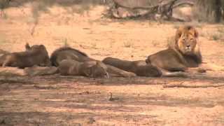 African safari tours highlights Kenya Tanzania South Africa Botswana Uganda Zambia Zimbabwe [upl. by Agamemnon]