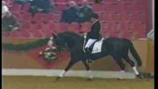 Donatelli DonnerhallPik Bube Premium Oldenburg Stallion [upl. by Adnohsat]